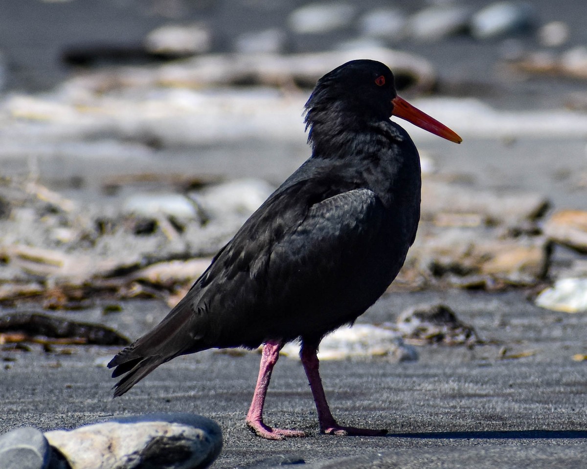 Variable Oystercatcher - ML641739660