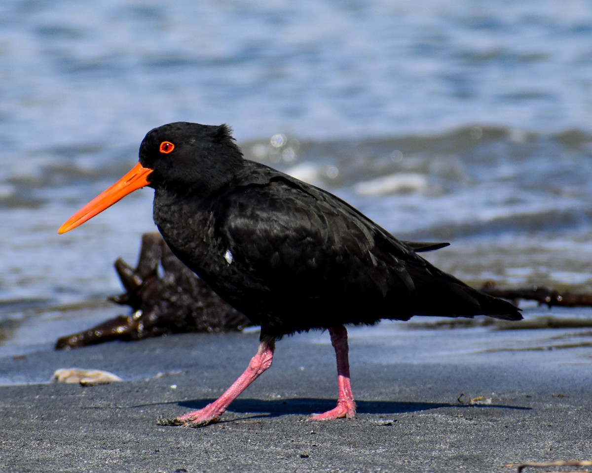 Variable Oystercatcher - ML641739661