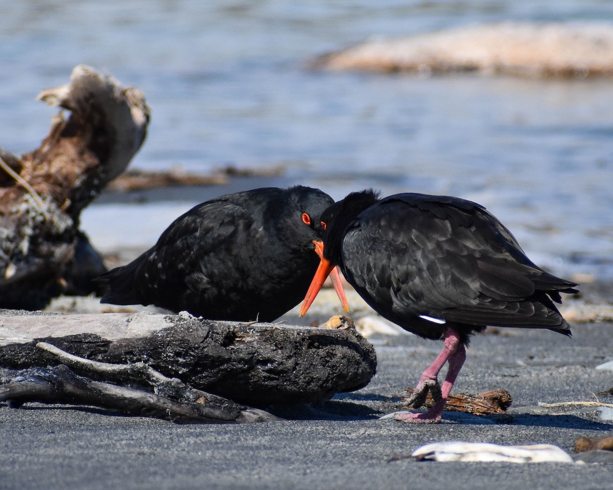 Variable Oystercatcher - ML641739662
