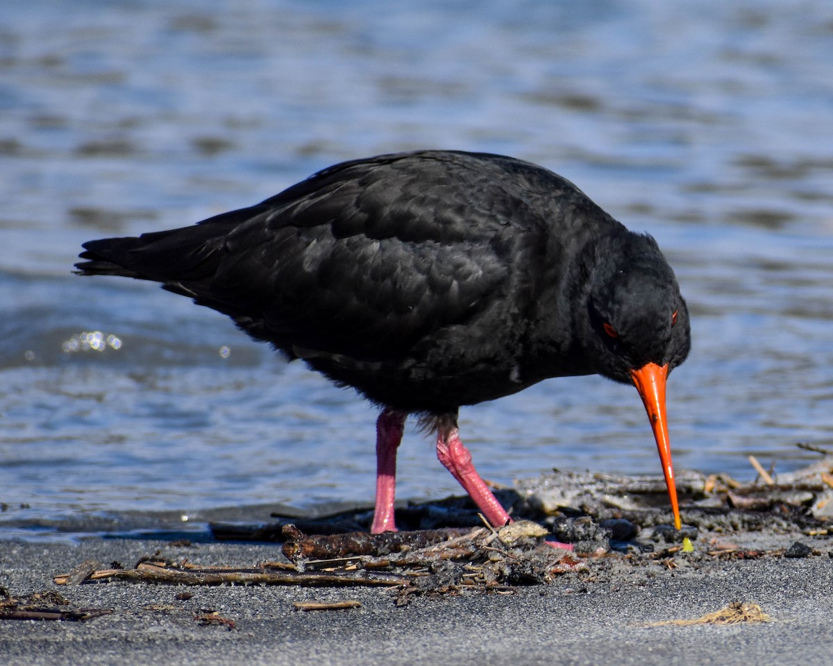 Variable Oystercatcher - ML641739664