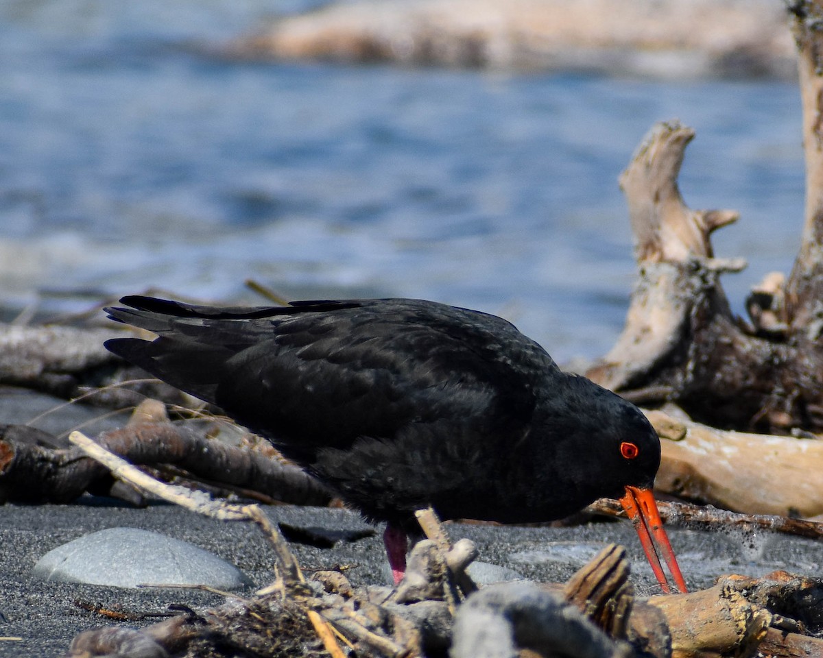 Variable Oystercatcher - ML641739665