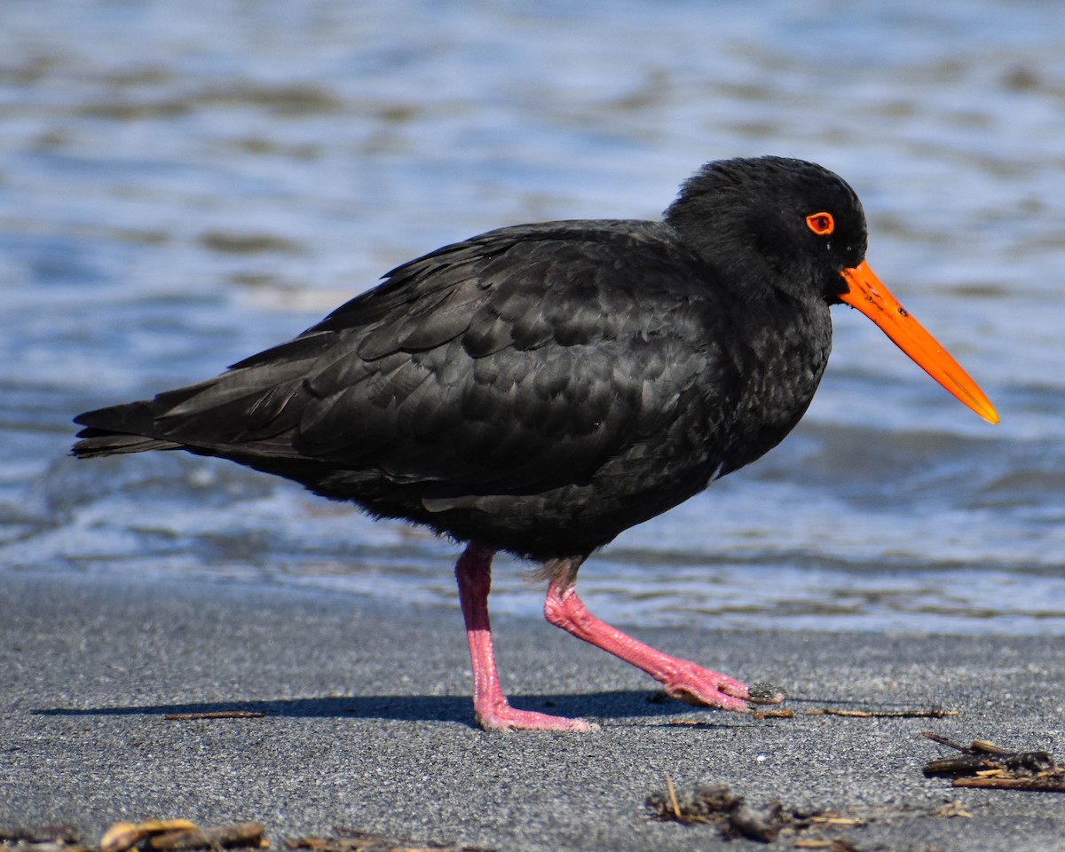 Variable Oystercatcher - ML641739666