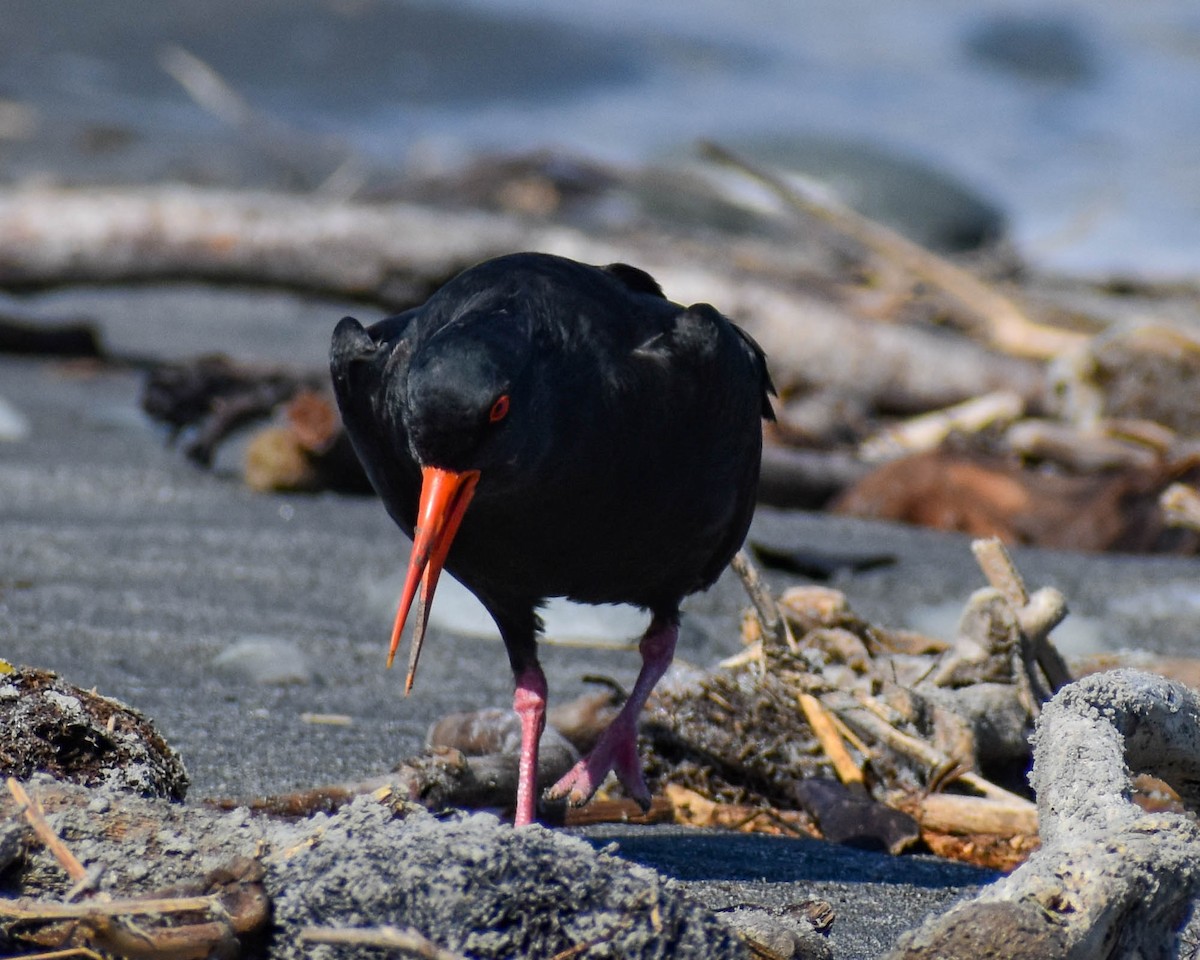 Variable Oystercatcher - ML641739667