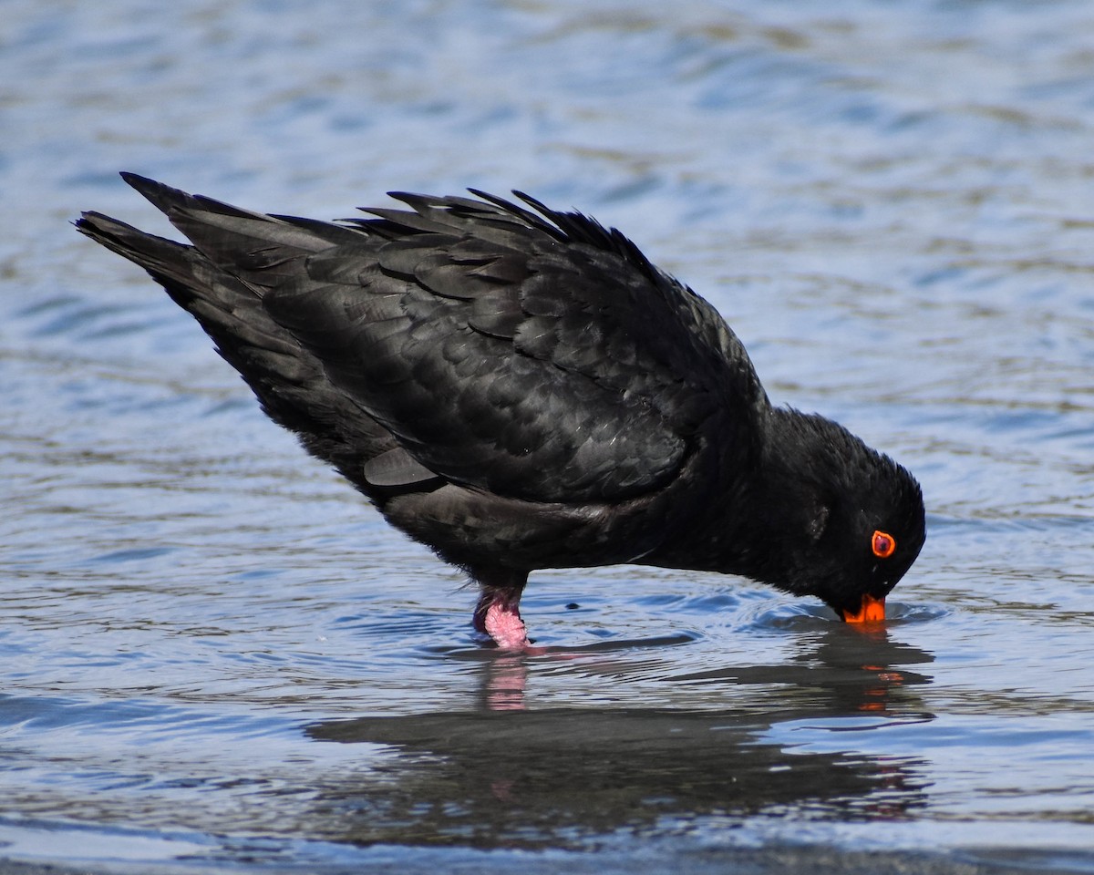 Variable Oystercatcher - ML641739668