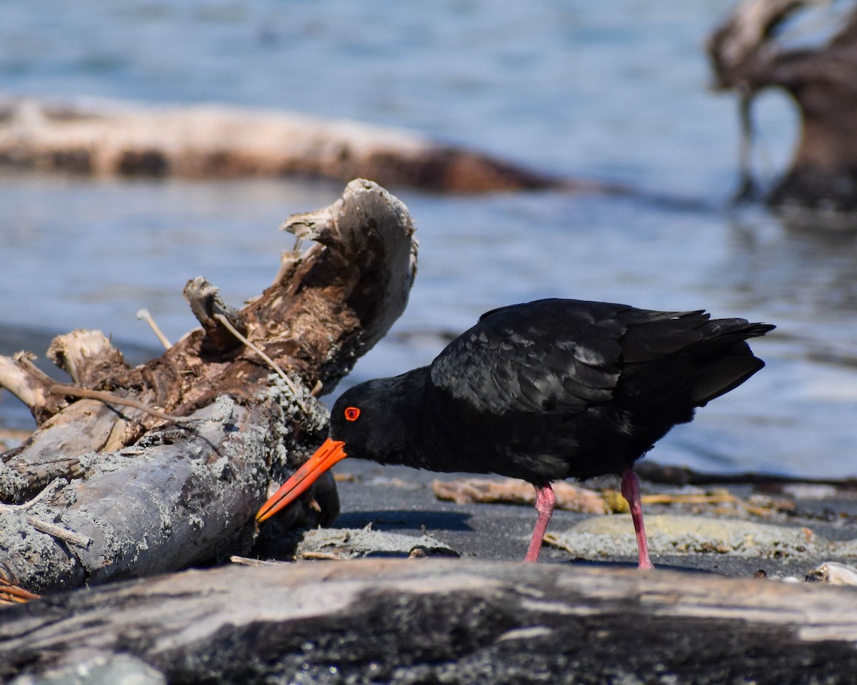 Variable Oystercatcher - ML641739669