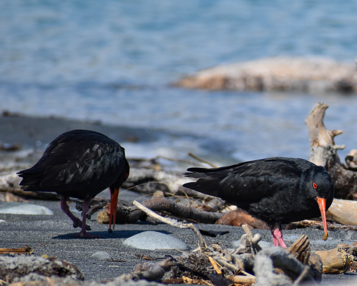 Variable Oystercatcher - ML641739670