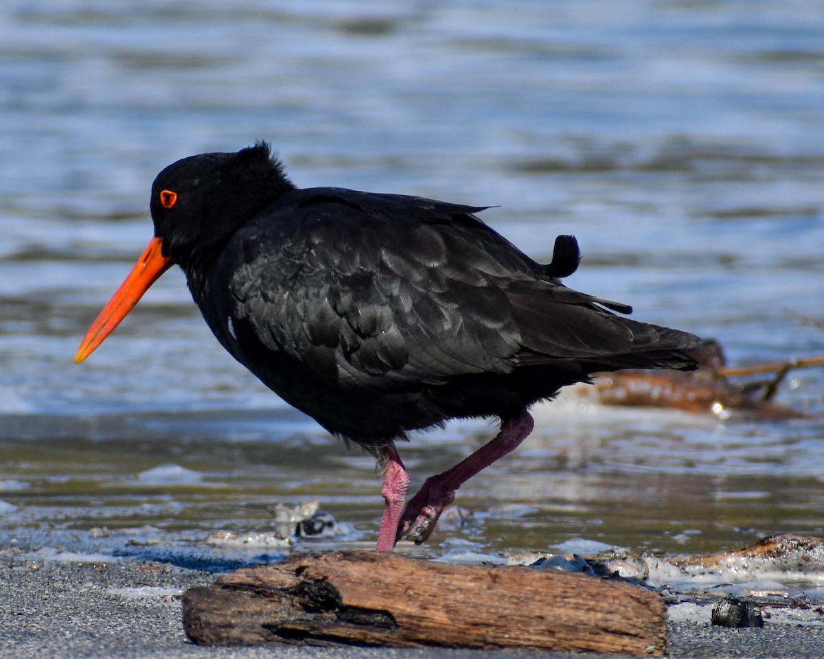 Variable Oystercatcher - ML641739671
