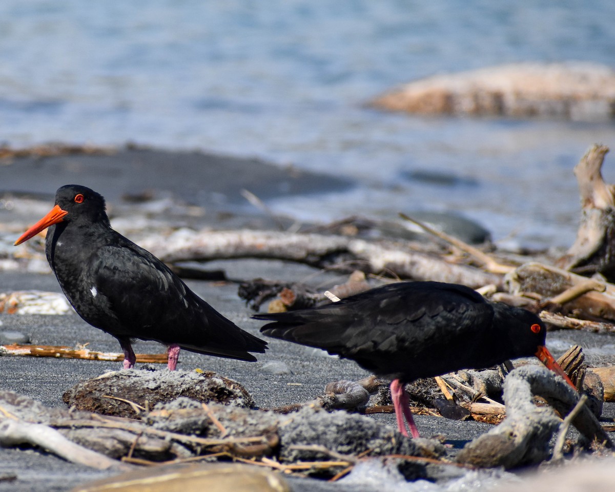 Variable Oystercatcher - ML641739672