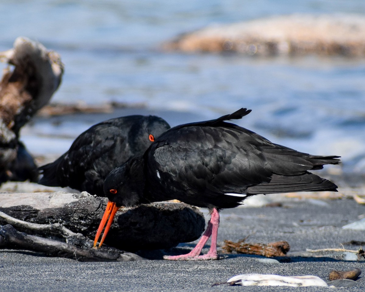 Variable Oystercatcher - ML641739673