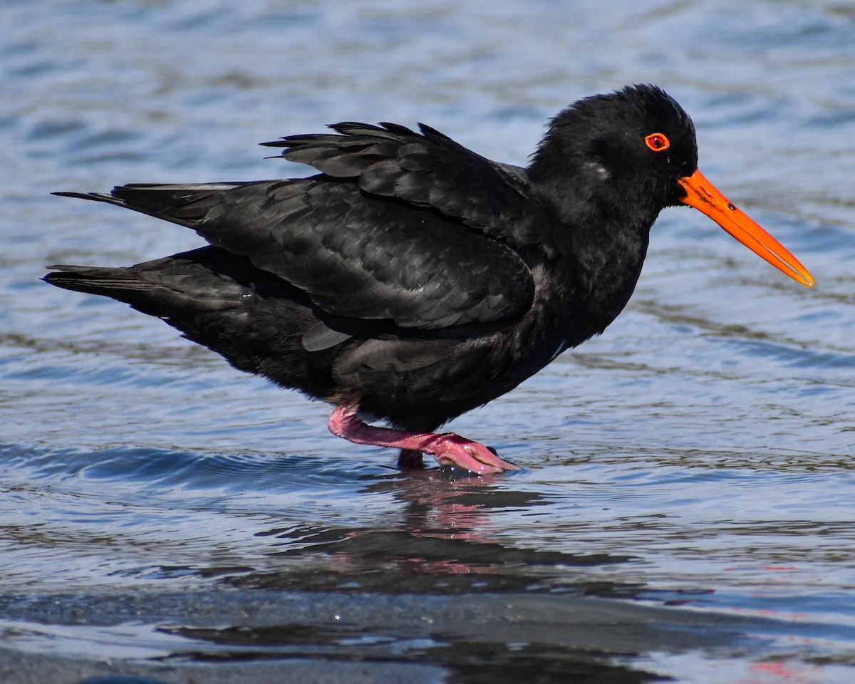 Variable Oystercatcher - ML641739674