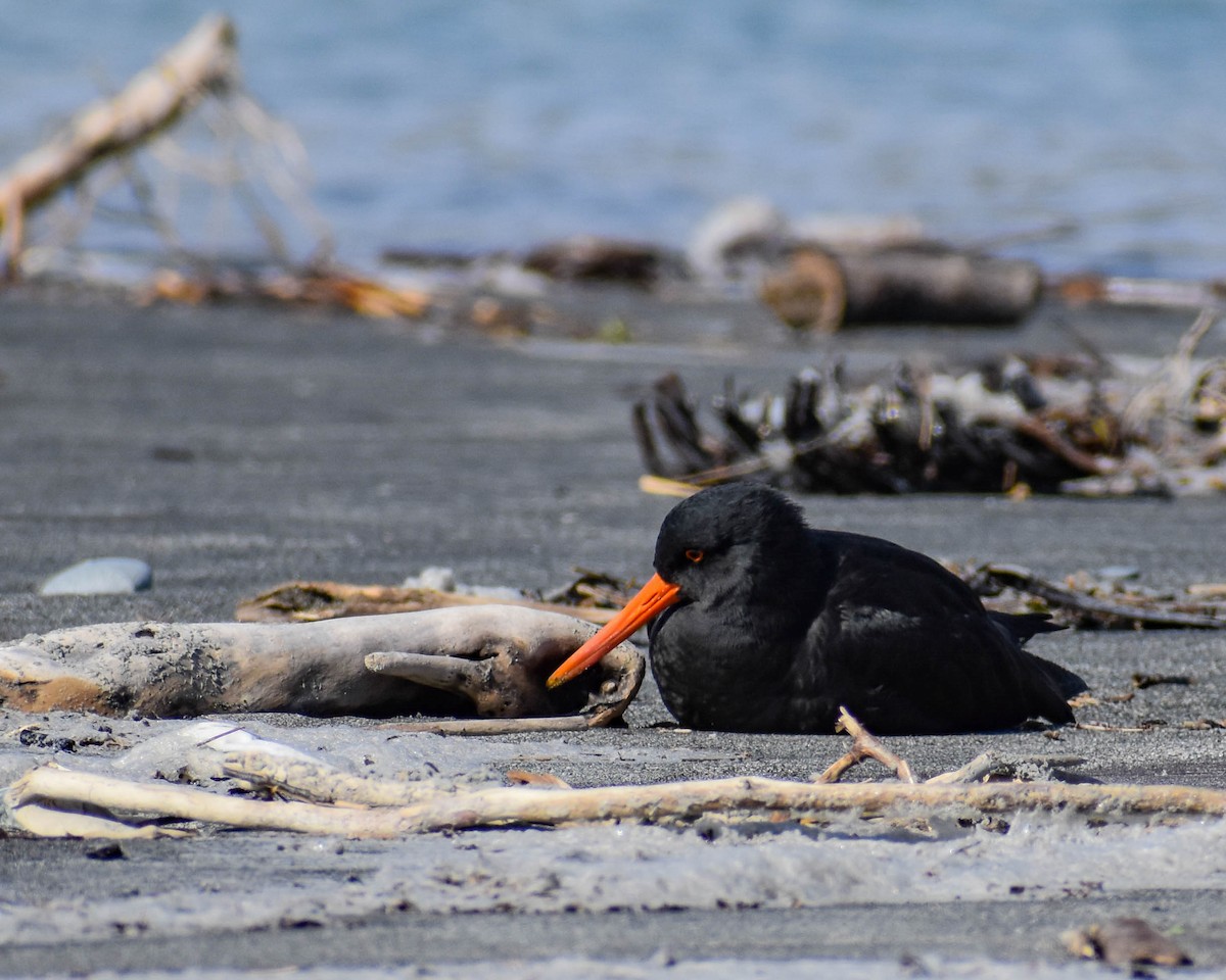 Variable Oystercatcher - ML641739675