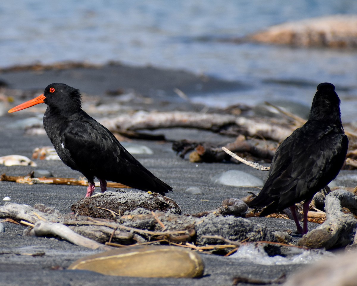 Variable Oystercatcher - ML641739676