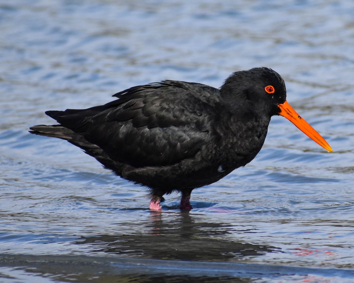 Variable Oystercatcher - ML641739677