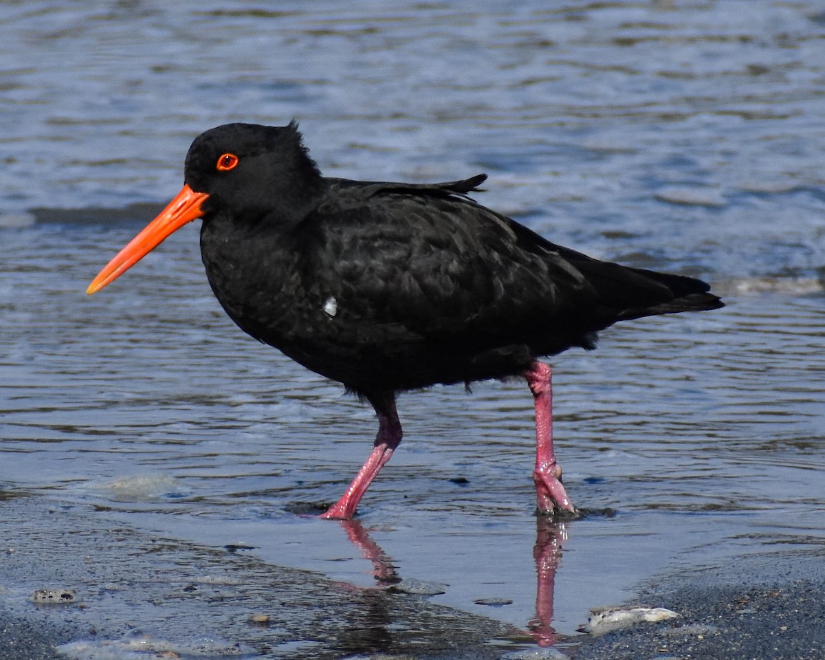 Variable Oystercatcher - ML641739678