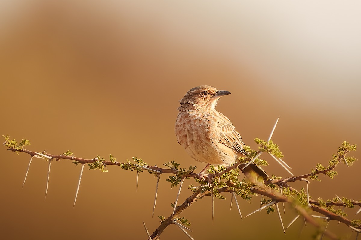 Pink-breasted Lark - ML641739699