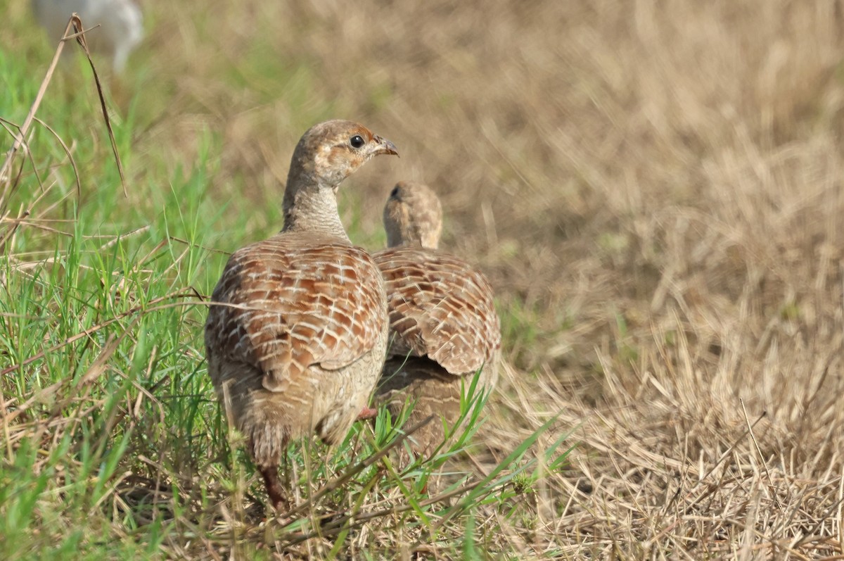 Gray Francolin - ML641739793