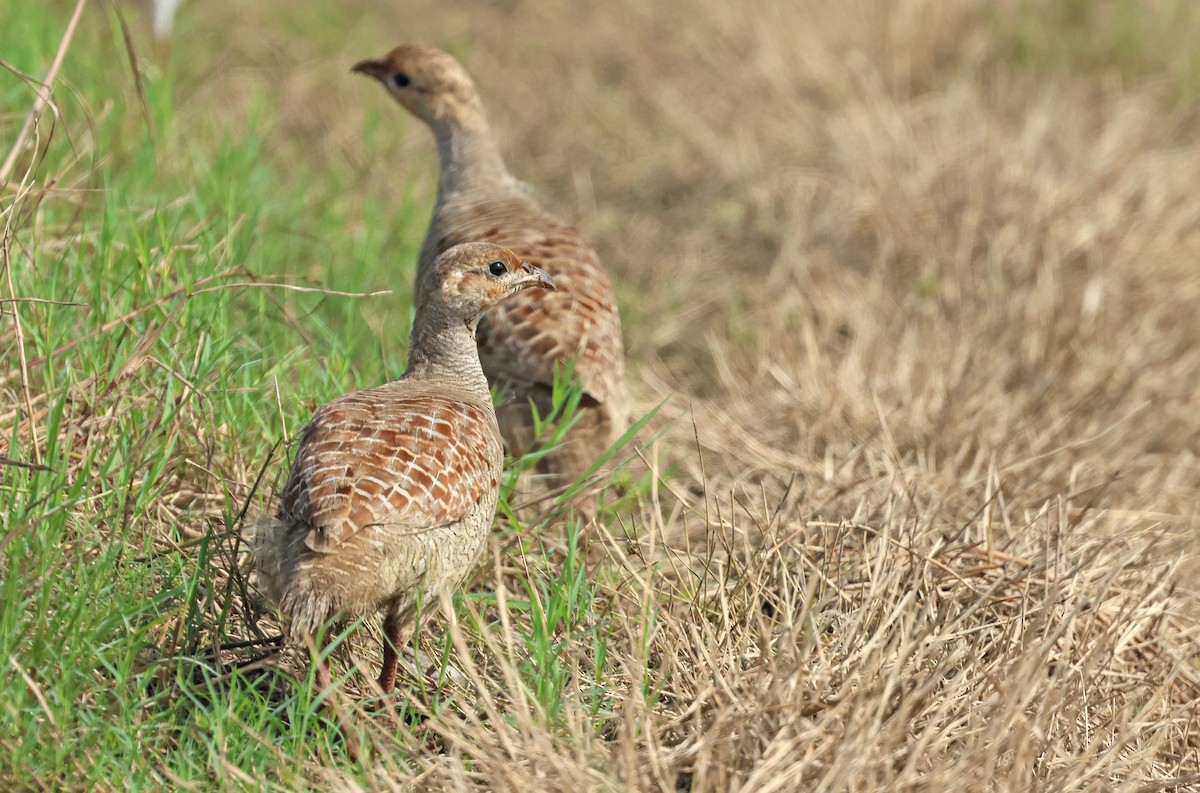 Gray Francolin - ML641739794