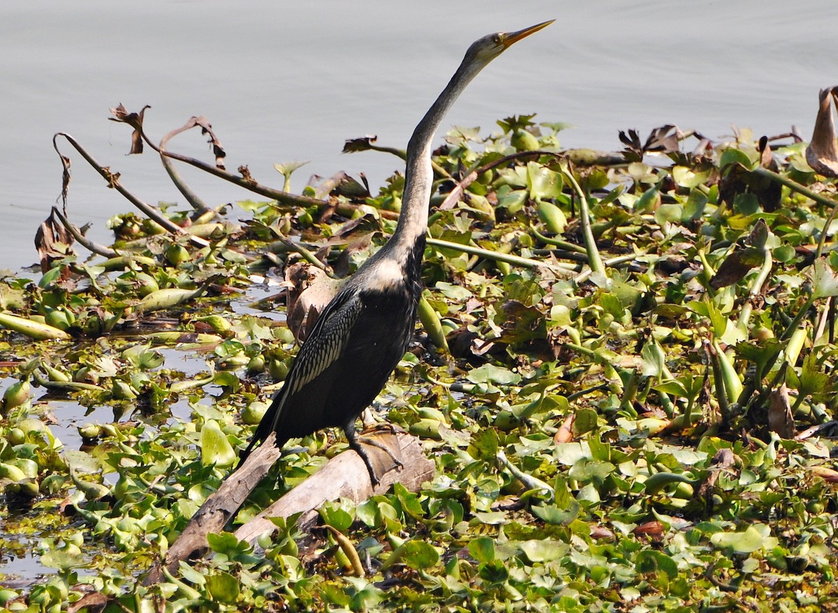 Oriental Darter - ML641739899