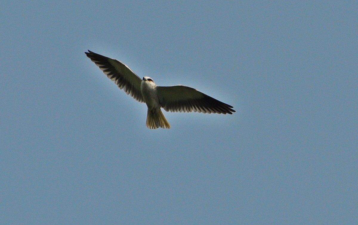 Black-winged Kite - ML641739940