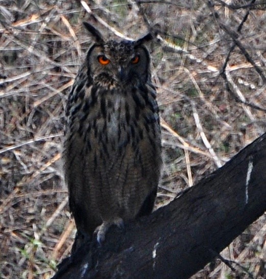 Rock Eagle-Owl - ML641739953