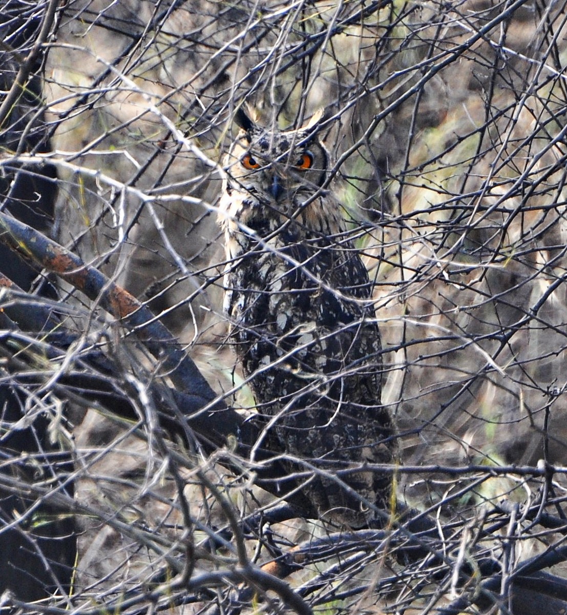 Rock Eagle-Owl - ML641739954