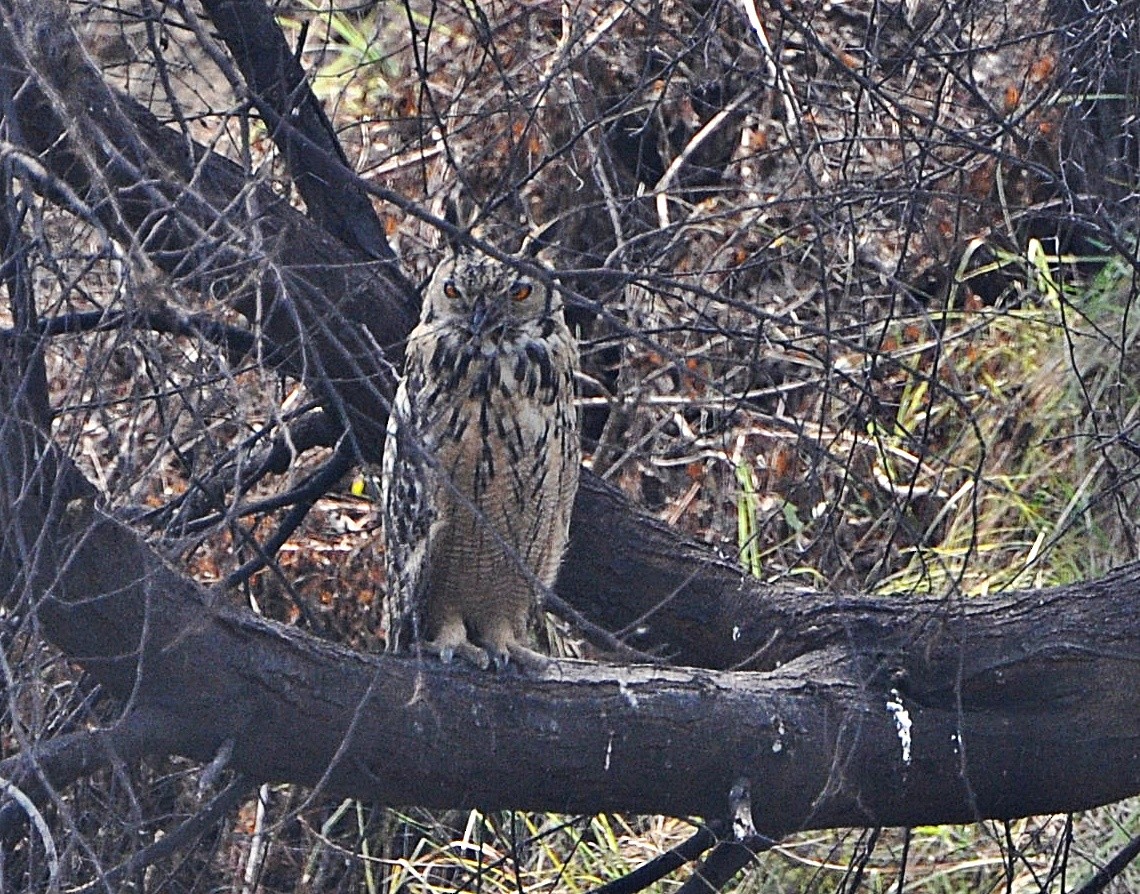 Rock Eagle-Owl - ML641739955