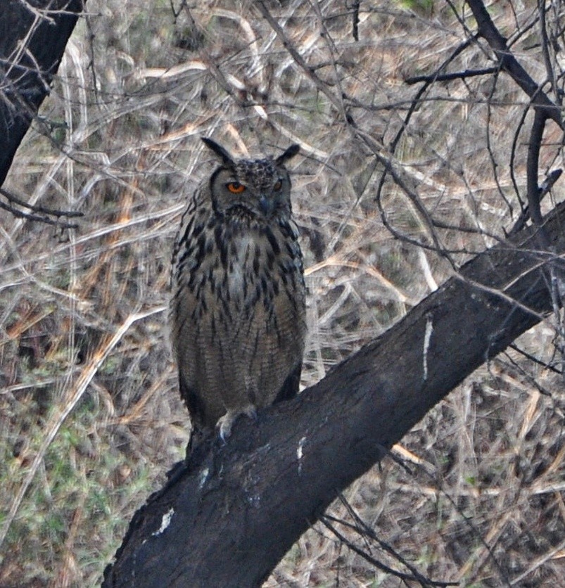Rock Eagle-Owl - ML641739956