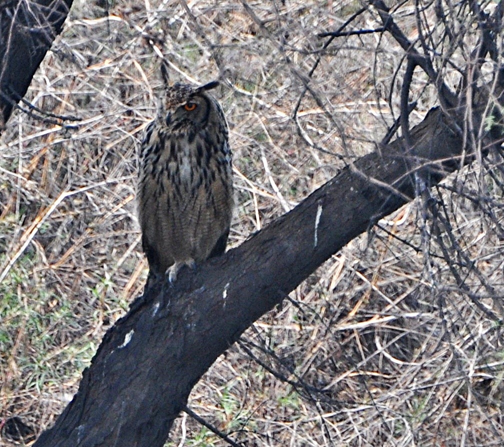 Rock Eagle-Owl - ML641739957