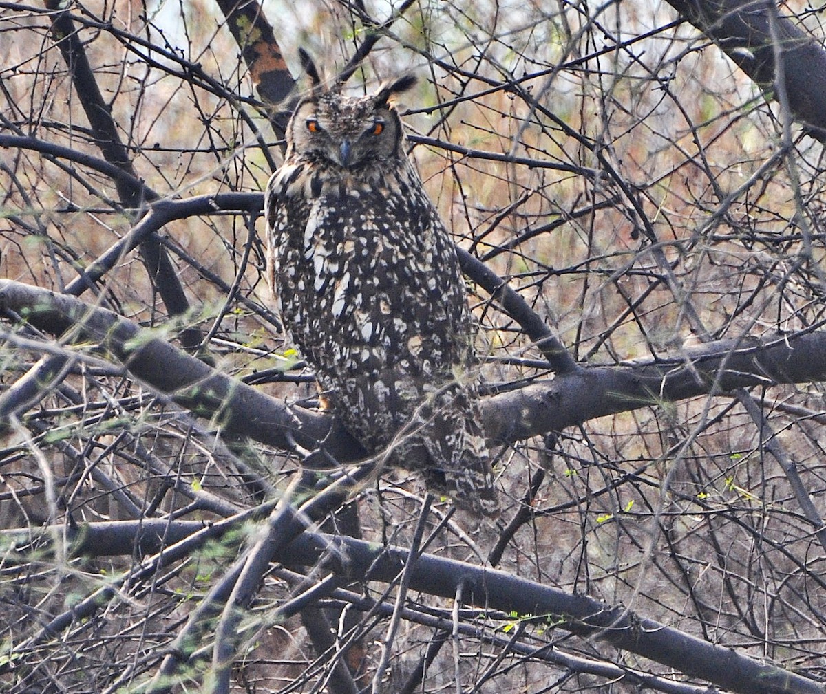 Rock Eagle-Owl - ML641739958