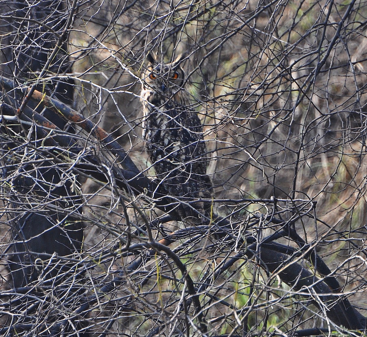Rock Eagle-Owl - ML641739959
