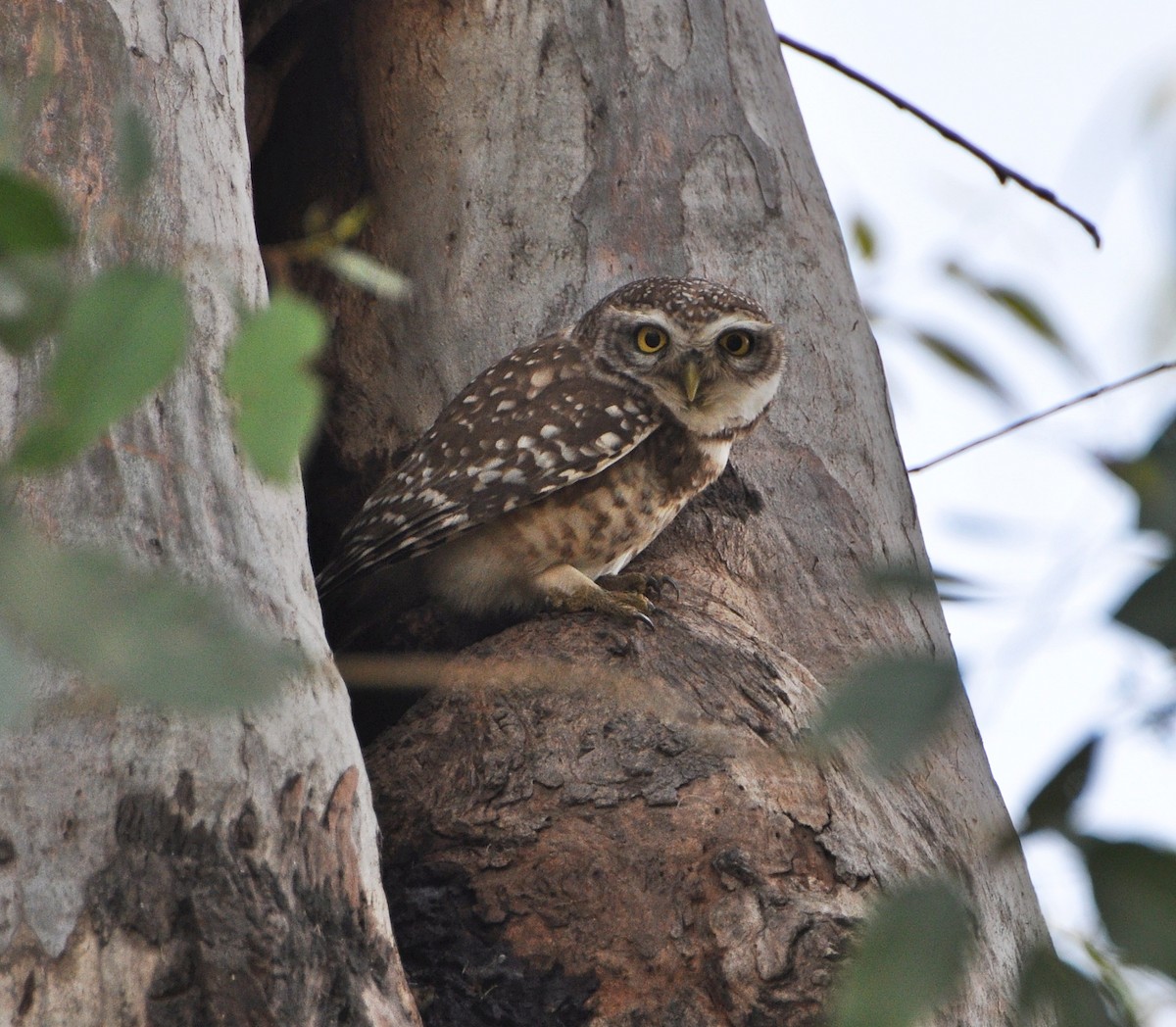 Spotted Owlet - ML641740017