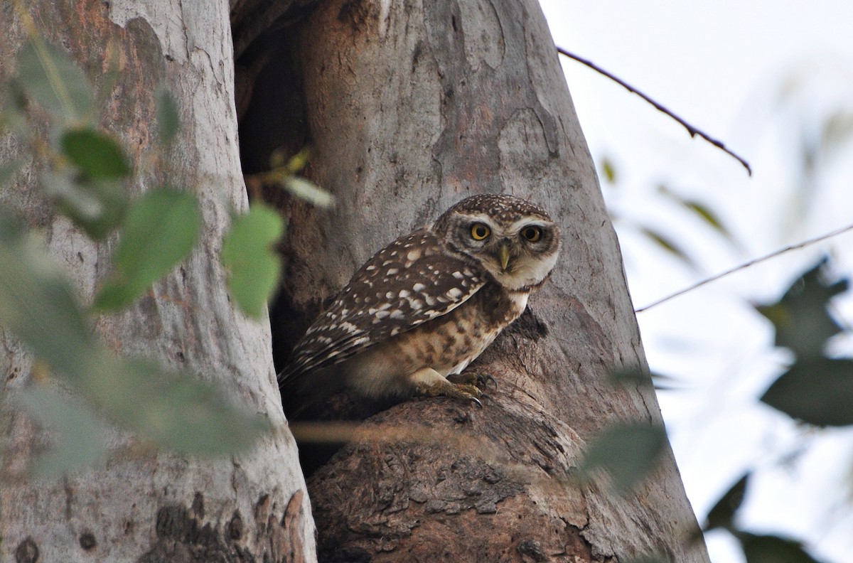 Spotted Owlet - ML641740018