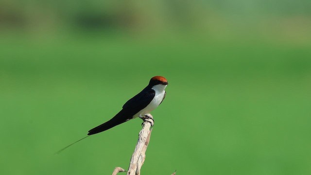 Wire-tailed Swallow - ML641740026