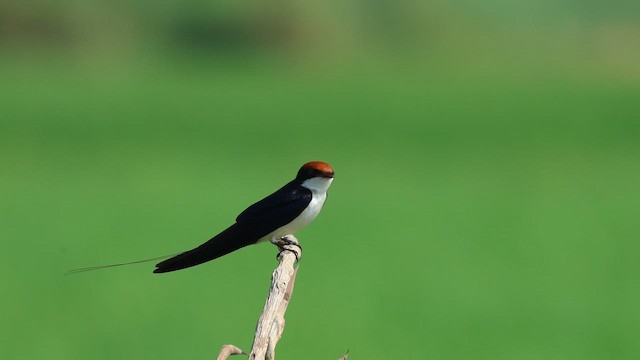 Wire-tailed Swallow - ML641740027
