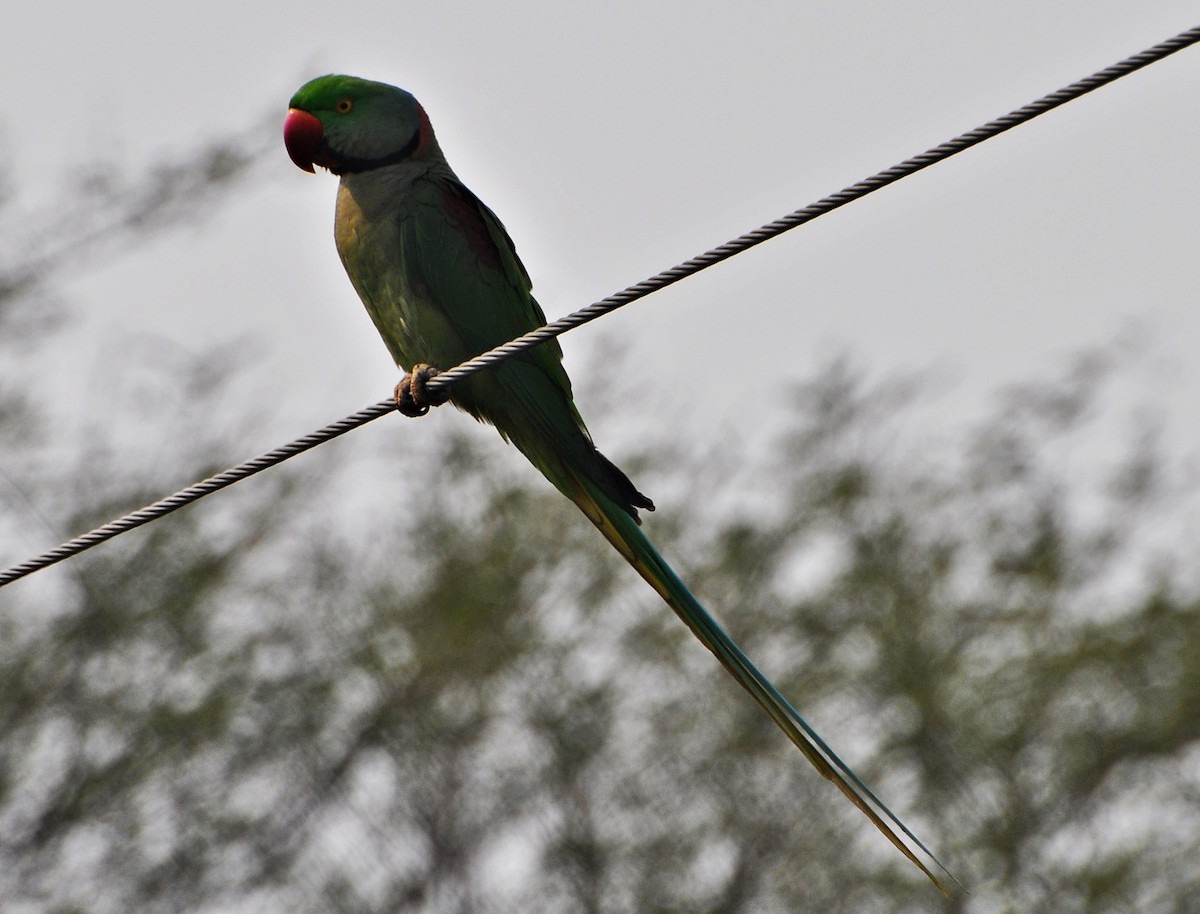 Alexandrine Parakeet - ML641740029