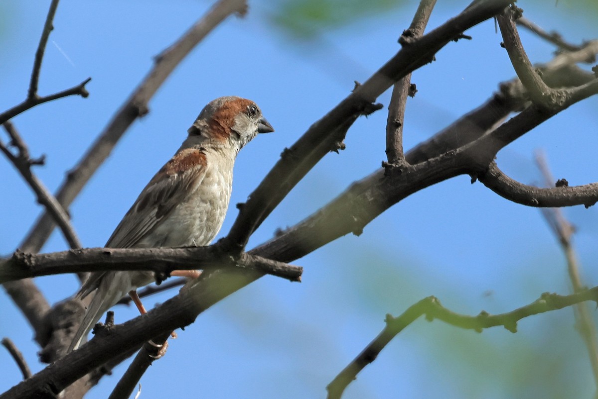 Sind Sparrow - ML641740041