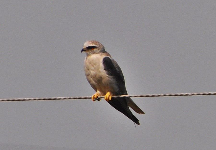 Black-winged Kite - ML641740054