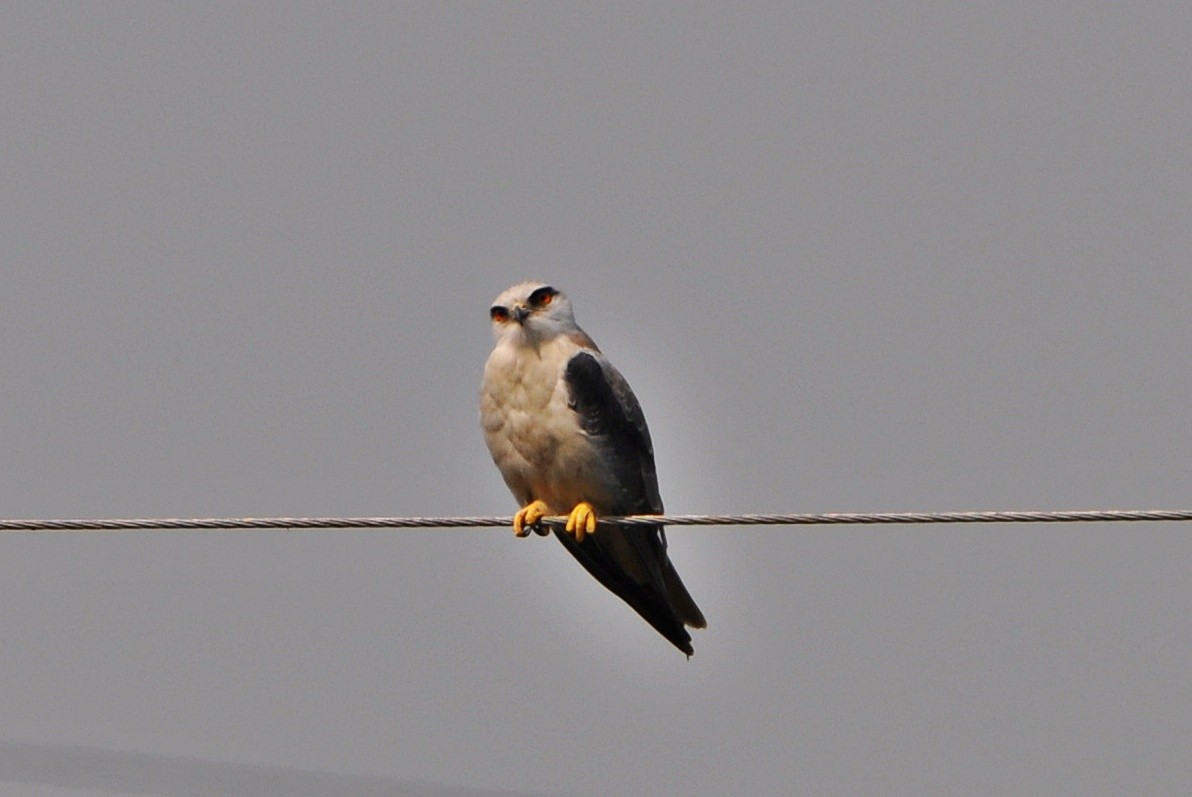 Black-winged Kite - ML641740055
