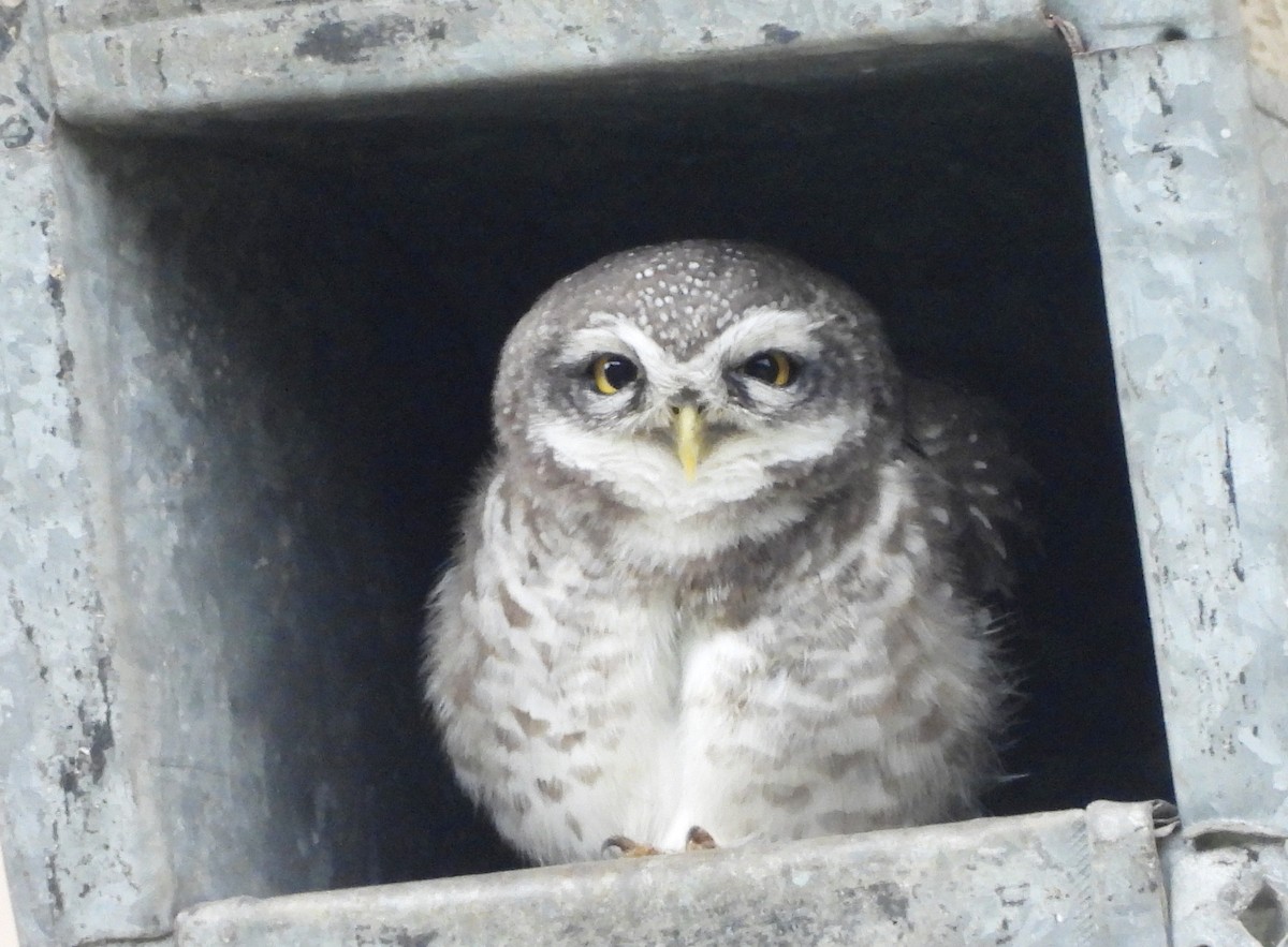 Spotted Owlet - ML641740077