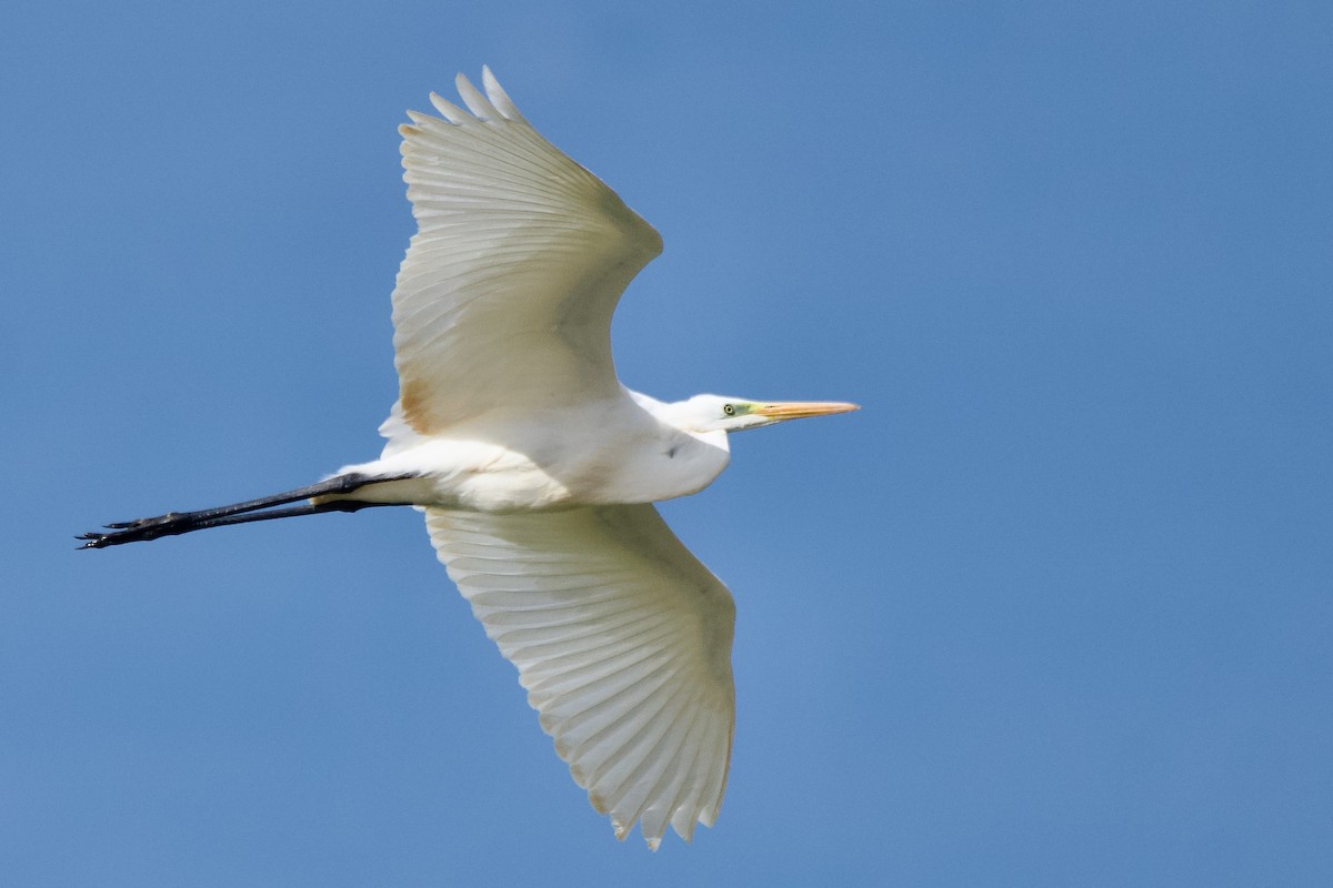 volavka bílá - ML641740151