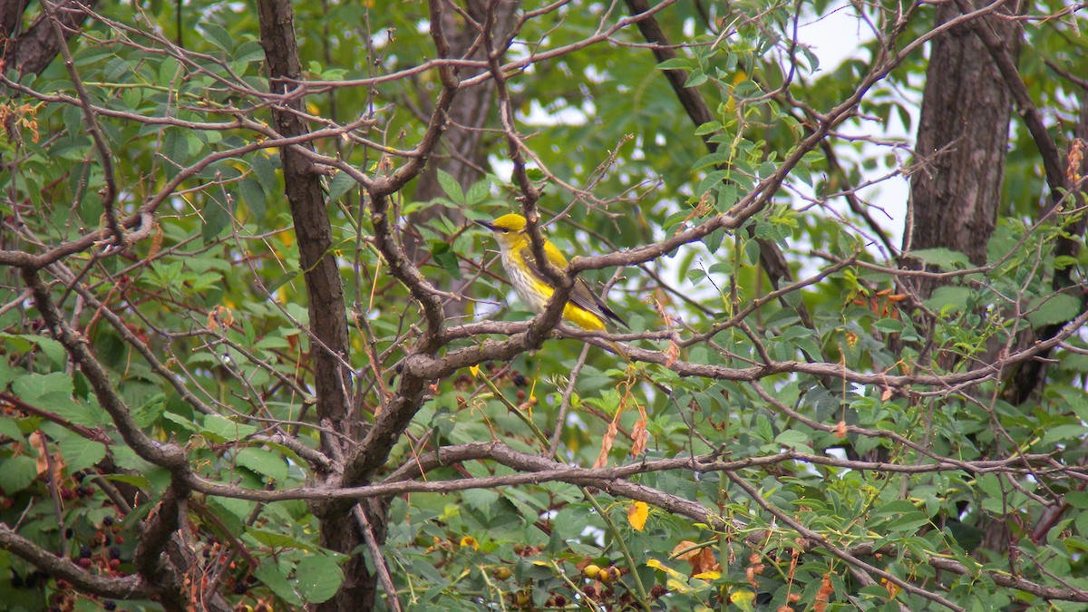 Eurasian Golden Oriole - ML641740162