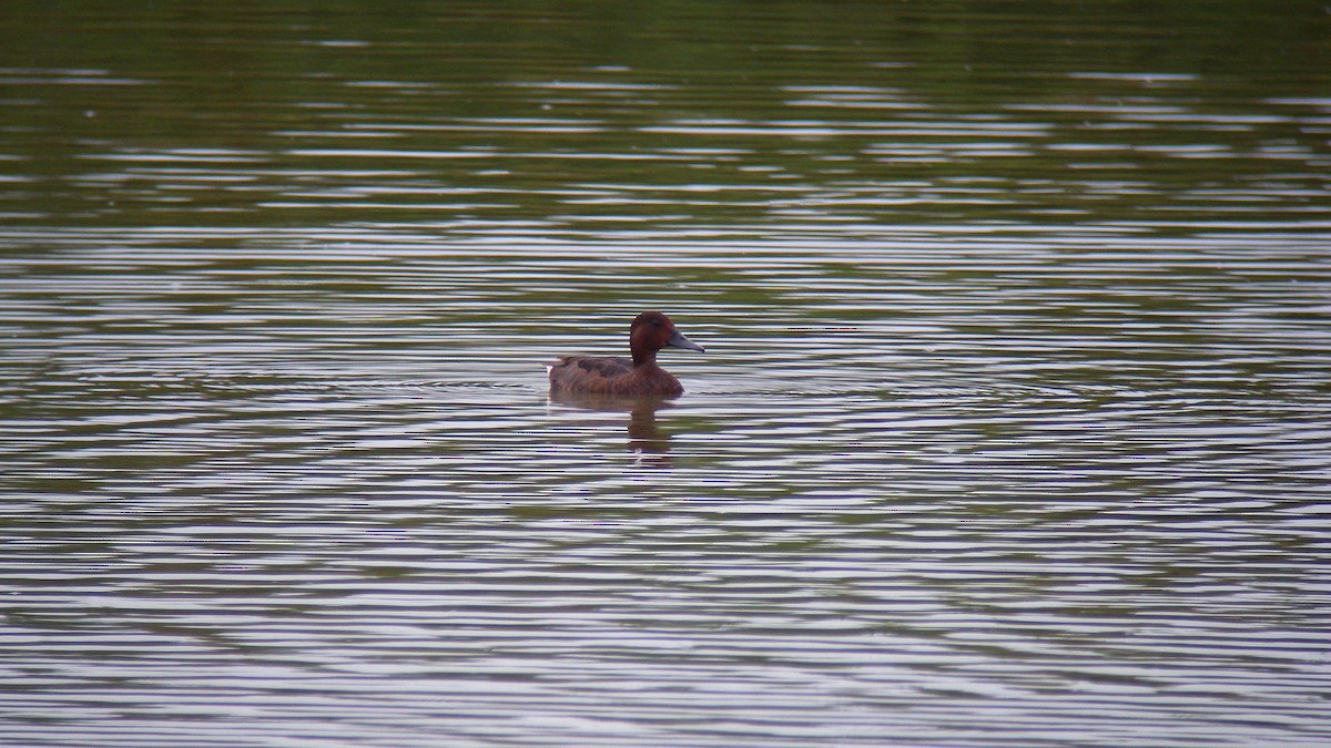 Ferruginous Duck - ML641740171