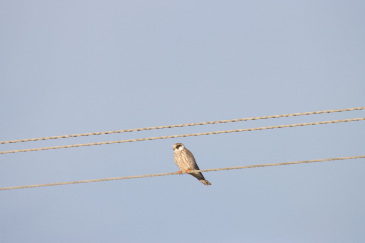 Red-footed Falcon - ML641740186