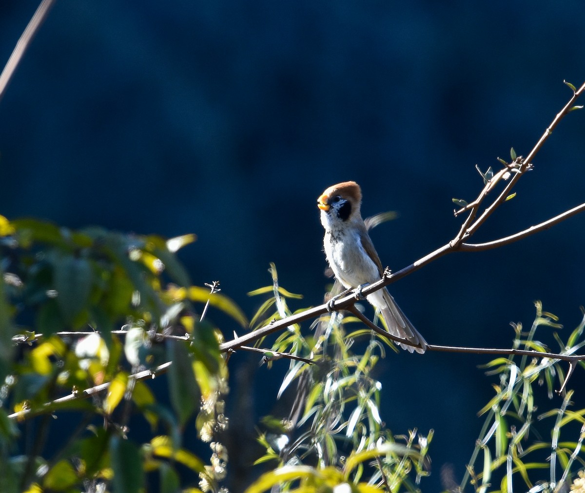 Spot-breasted Parrotbill - ML641740252