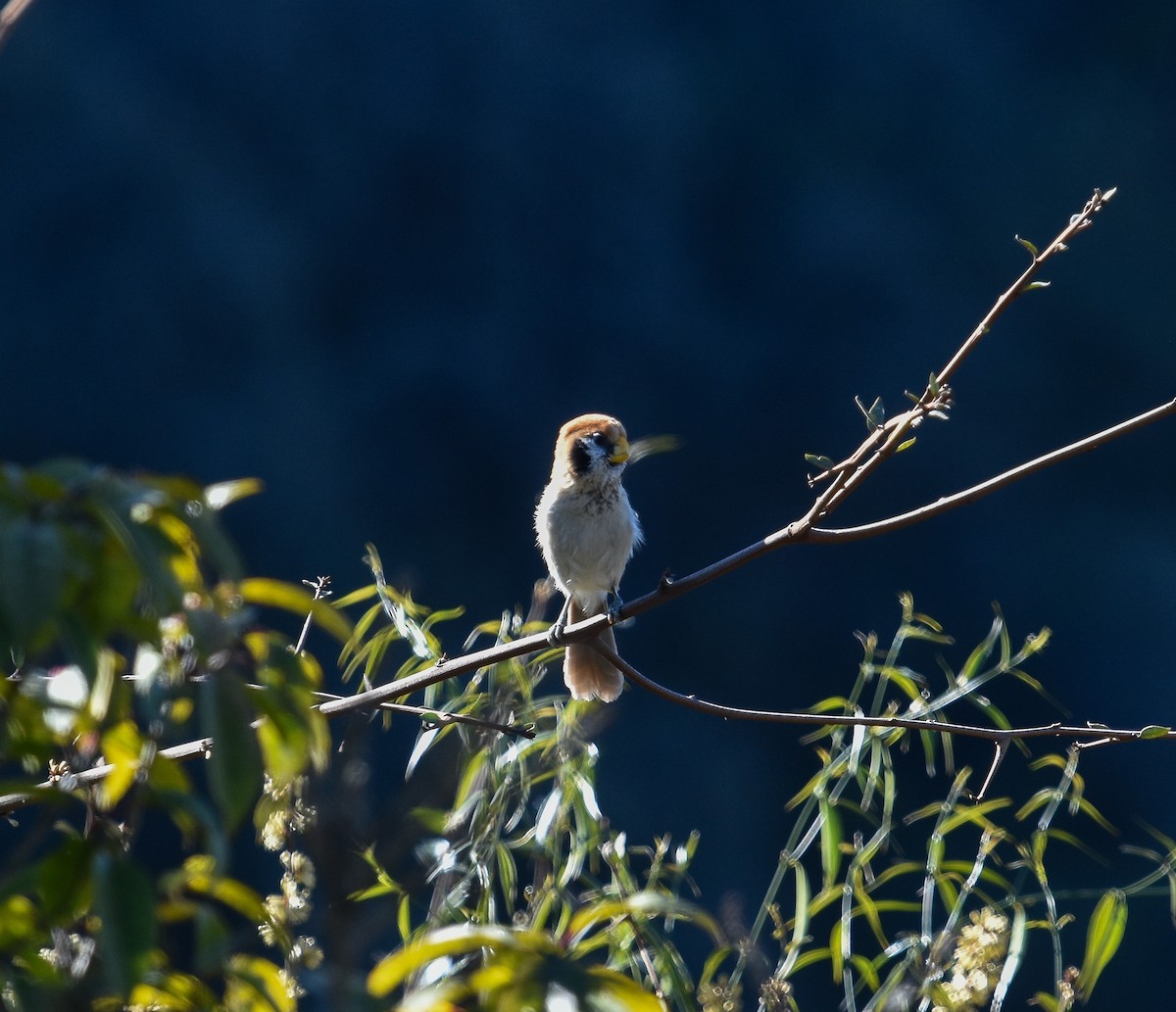 Spot-breasted Parrotbill - ML641740253