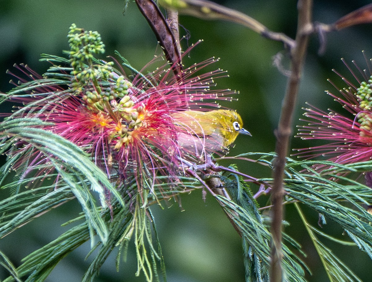 Ashy-bellied White-eye - ML641740260