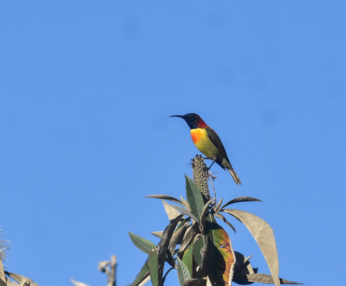Fire-tailed Sunbird - ML641740261
