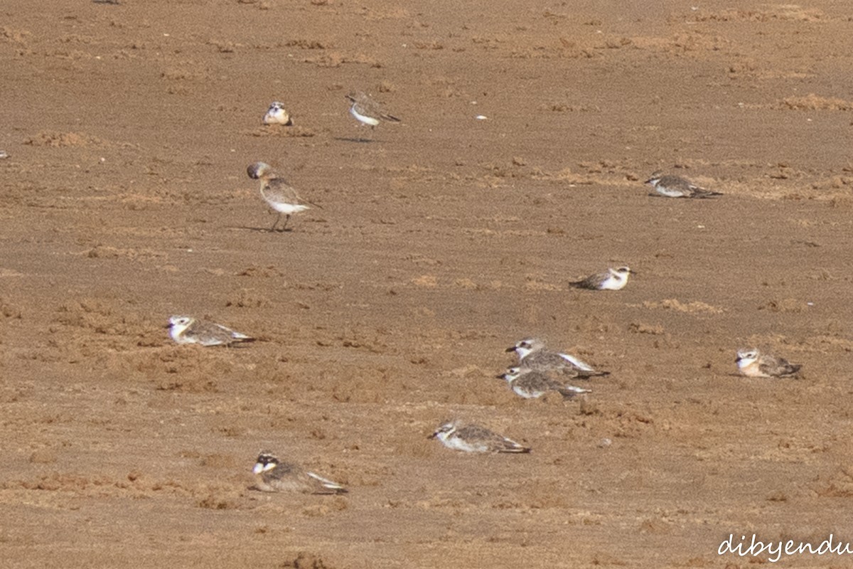 Tibetan Sand-Plover - ML641740281