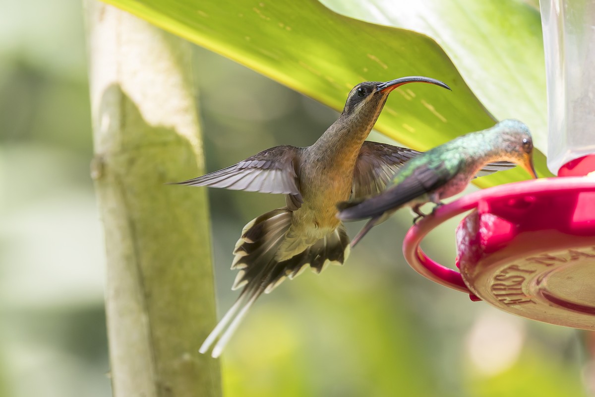 Great-billed Hermit - ML641740300