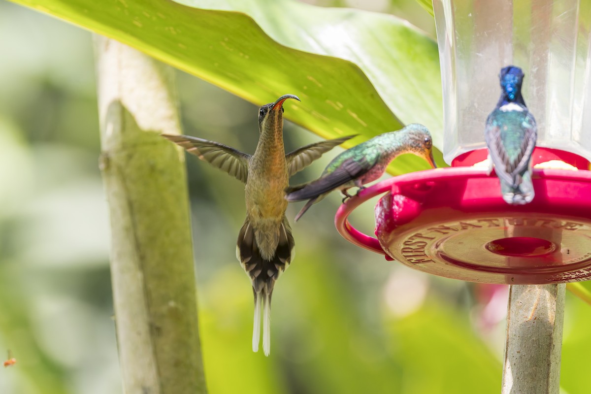 Great-billed Hermit - ML641740301